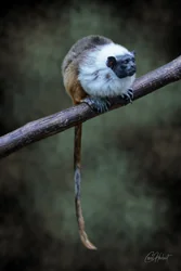 Pied Tamarin Canvas Wall Art