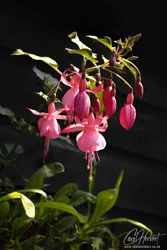 Pink Fuchsia Flower Cluster Art Prints