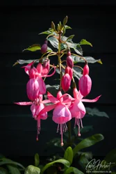 Pink Fuchsia Flower Stem Art Prints