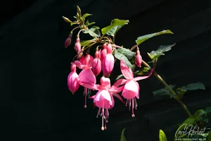 Pink Fuchsia Flowers Art Prints