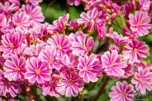 Pink Lewisia Flowers Art Prints