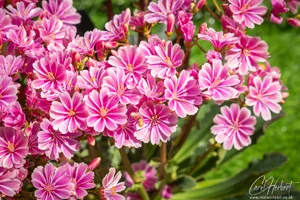 Pink Lewisia Alpine Flowers Art Prints