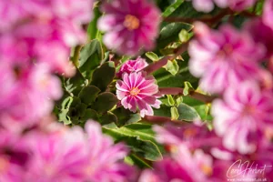 Lewisia Alpine Flowers Art Prints