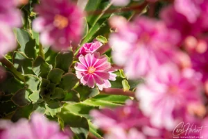 Lewisia Alpine Flower Art Prints