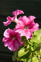 Pink Veined Petunia Flowers Art Prints