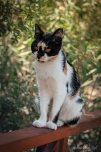 Plaka Forest Cat Metal Wall Art