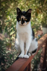 Kos Forest Cat Metal Wall Art