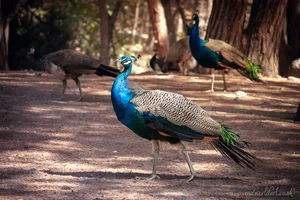 Strutting Kos Peacock Metal Wall Art