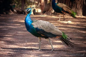 Proud Kos Peacock Metal Wall Art