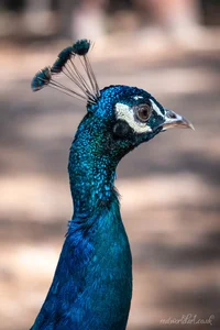 Regal Kos Peacock Metal Wall Art