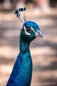 Noble Kos Peacock Metal Wall Art
