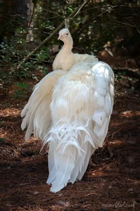 Leucistic Peacock Metal Wall Art
