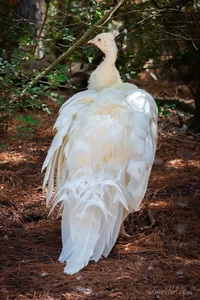 Elegent White Peacock Metal Wall Art