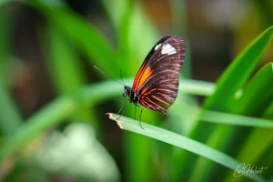 Postman Butterfly Canvas Wall Art