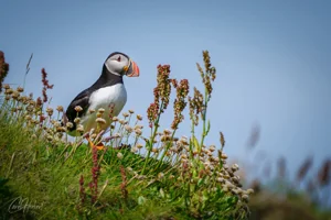 Colourful Handa Puffin Wall Art Prints