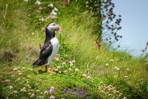 Majestic Handa Puffin Wall Art Prints