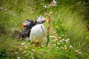 Snuggling Handa Puffins Wall Art Prints
