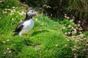 Gazing Handa Puffin Wall Art Prints