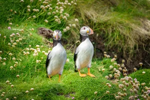 Posing Handa Puffins Wall Art Prints