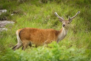 Red Deer Stag Canvas Wall Art