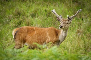 Red Deer Canvas Wall Art