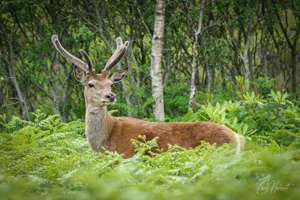 Scottish Deer Canvas Wall Art