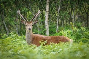 Scottish Red Deer Canvas Wall Art