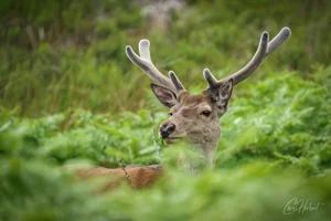 Red Deer Stag Head Canvas Wall Art