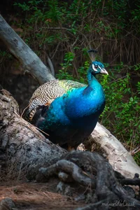 Rhodes Forest Peacock Metal Wall Art
