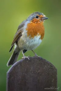 Proud Robin Greeting Cards