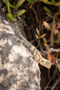 Kos Island Agama Metal Wall Art