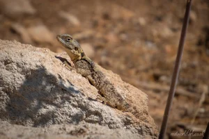 Roughtail Rock Agama Metal Wall Art
