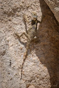 Rhodes Roughtail Rock Agama Metal Wall Art