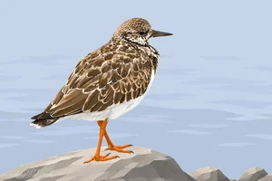 Ruddy Turnstone Coastal Illustration Art Prints