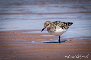 Sanderling Seaside Foraging Wall Art Prints