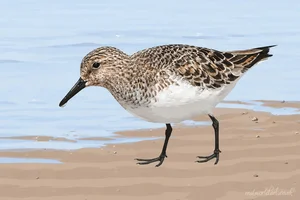 Sanderling Coastal Illustration Art Prints