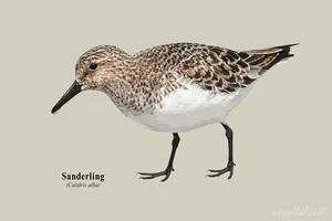 Sanderling Illustration Canvas Wall Art