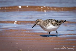 Serene Sanderling Scene Wall Art Prints
