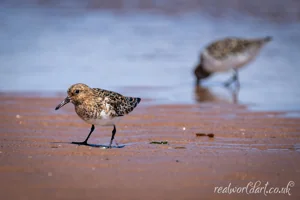Seaside Sanderlings Wall Art Prints