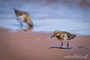 Sanderlings Seaside Hunt Wall Art Prints