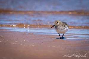 Solo Sanderling Shoreline Wall Art Prints