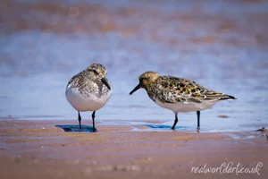 Beach Sanderlings Wall Art Prints