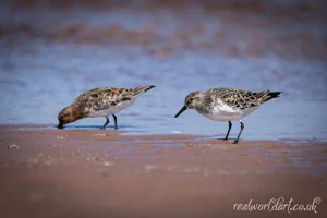 Foraging Sanderlings Wall Art Prints