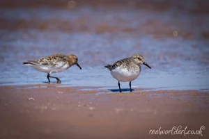 Dreamy Sanderlings Wall Art Prints