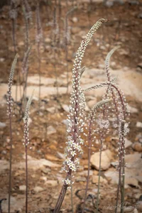 Rhodes Sea Squill Greeting Cards