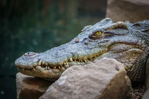 Siamese Crocodile Canvas Wall Art