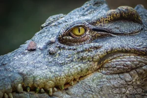 Siamese Crocodile Stare Canvas Wall Art