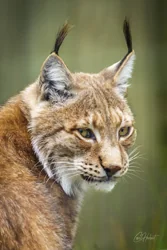 Siberian Lynx Head Canvas Wall Art