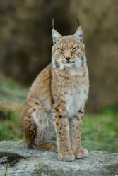 Regal Siberian Lynx Canvas Wall Art