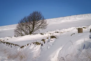 Bradfield Winter Wonderland Art Prints